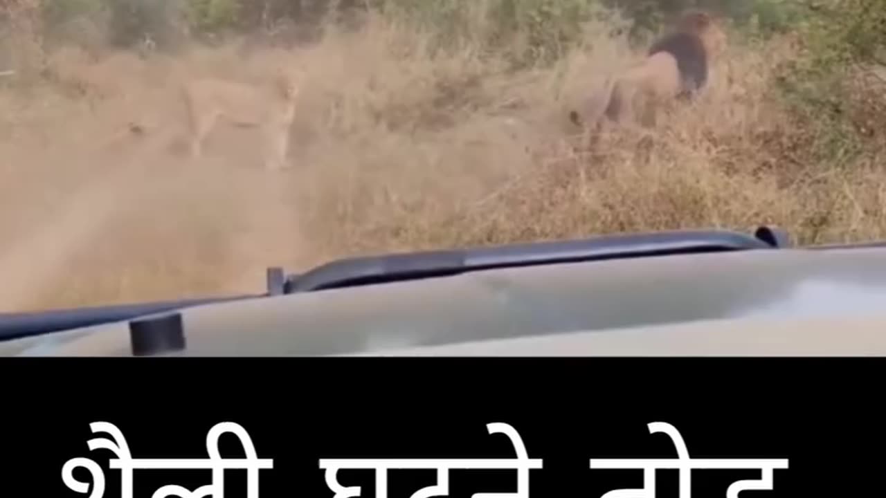 Lions funny video (720p)hd