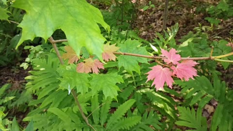 Maple Tree