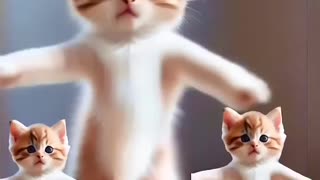 😻💃Cat videos funny dance 😻💃#cat #lovelyecats #catvideos #cute #shorts #ytshortsvideo