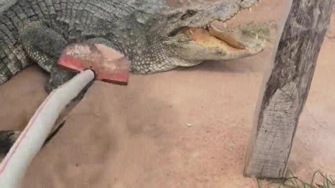 Usually, it scolds me a few words when I pass by.