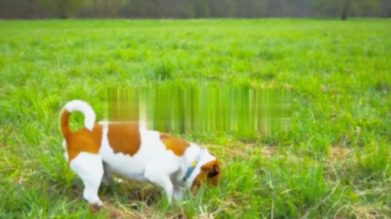 Meet Cookie | TV Special starting Charlie and Cookie | Cookie: The Movie | Marco Network