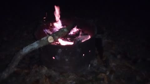 Darkness settles into the forest