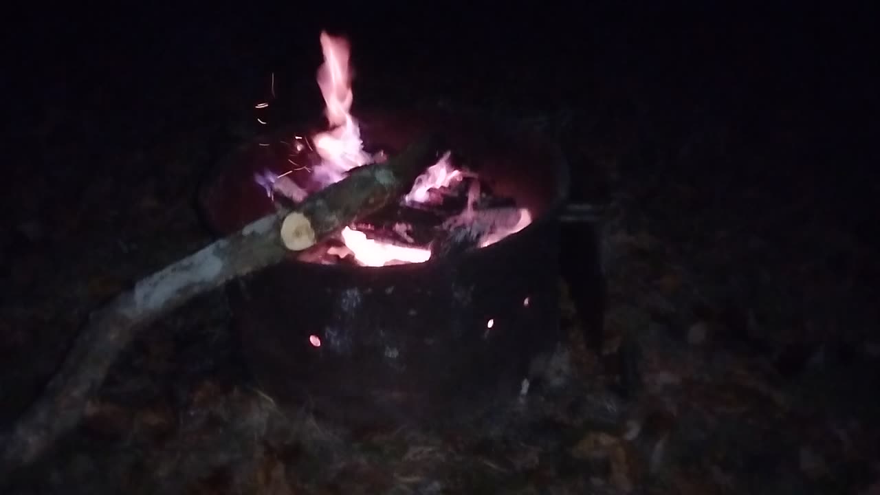 Darkness settles into the forest