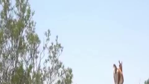 guanaco
