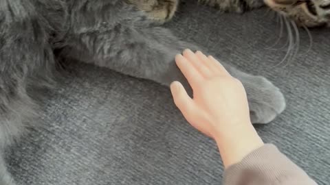 Wednesday Whiskers with SPH featuring Kevin and Hazel. #funny #cats #catsofinstagram