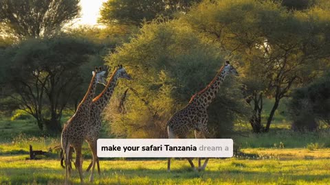 Unique Safari Experiences in Tanzania