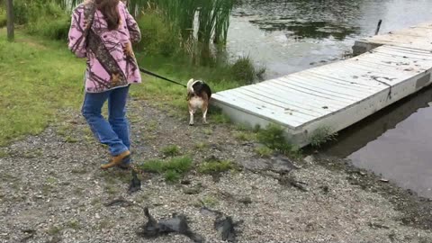 Daisy the Beagle's day at the lake