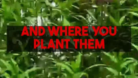 Effective Natural Insect Repellent Plants For Your Garden