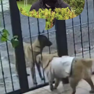 El momento de un robo por un ladrón de cuatro patas