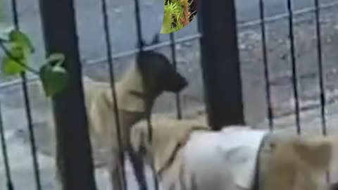 El momento de un robo por un ladrón de cuatro patas