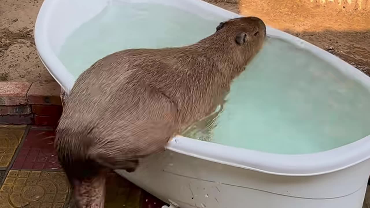 Funniest Animal Moments That Will Make You Laugh