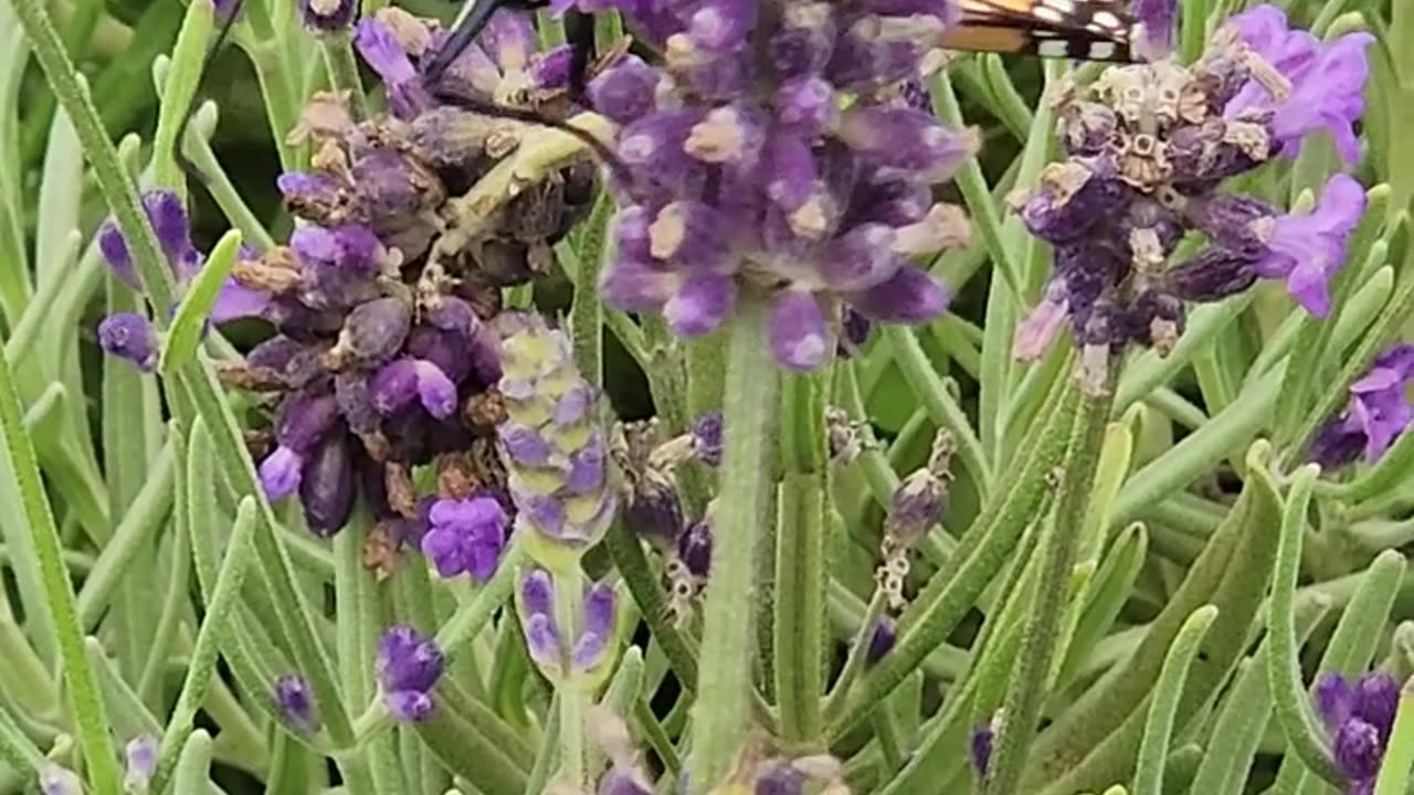 Monarch Butterfly Random Encounter