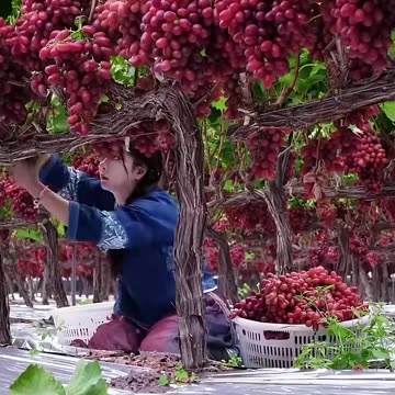 This is The Fruits of Paradise! Very Amazing! #fruit #shorts #shorts