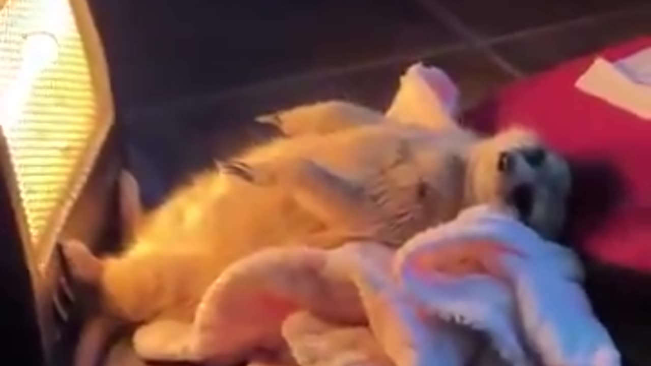 Sleepy minky 🥺🥰