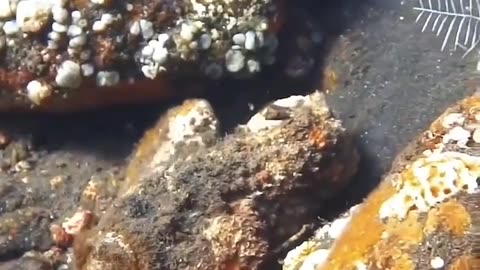 Stonefish is considered the most venomous fish in the world. 🐠 | Sea animals| sea