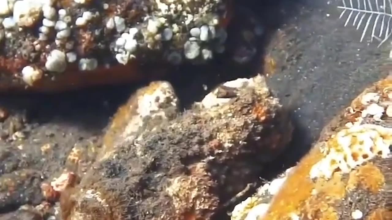 Stonefish is considered the most venomous fish in the world. 🐠 | Sea animals| sea