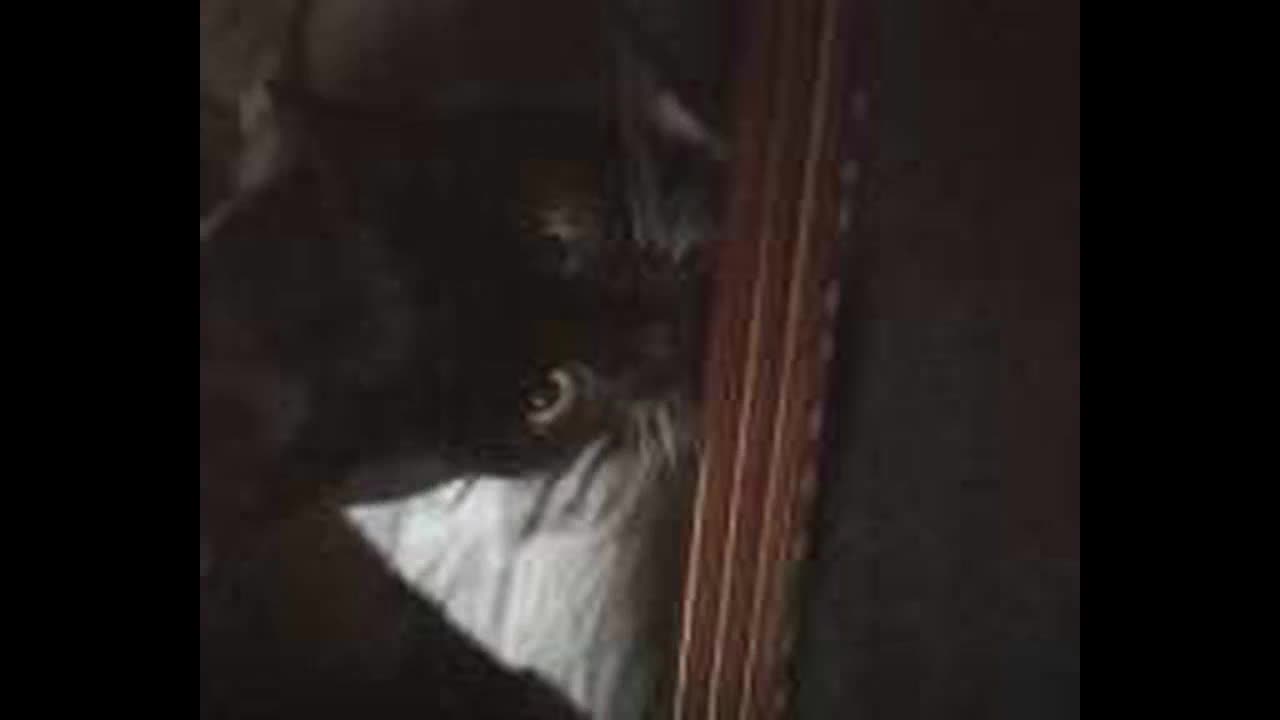 Coco playing the shamisen