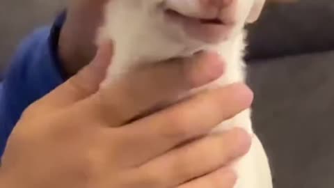 Funny Animal Videos