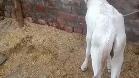 Indian cow
