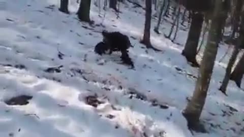 2 patterdales vs hog