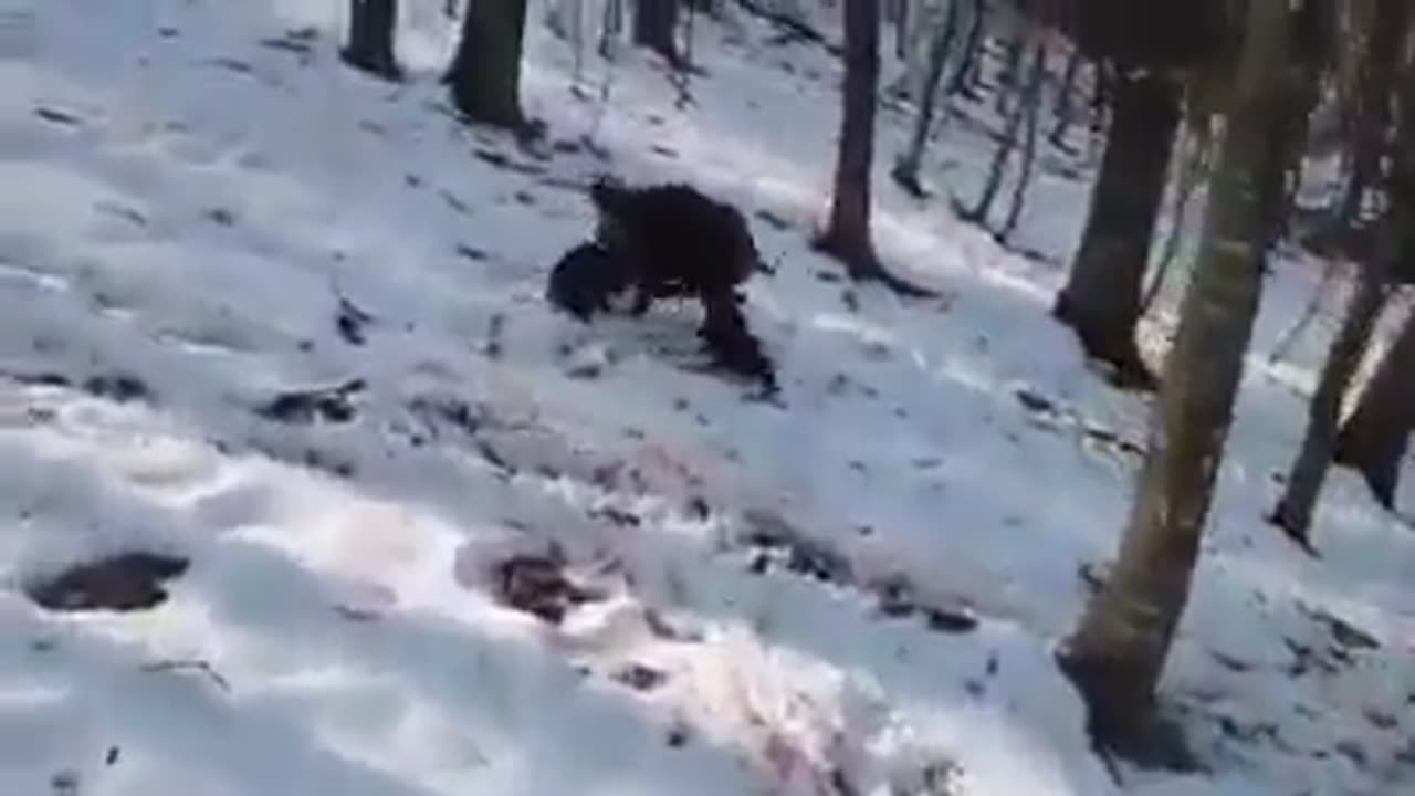 2 patterdales vs hog
