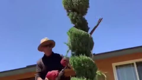 Trimming Bushes to Perfection – Most Relaxing Garden Work