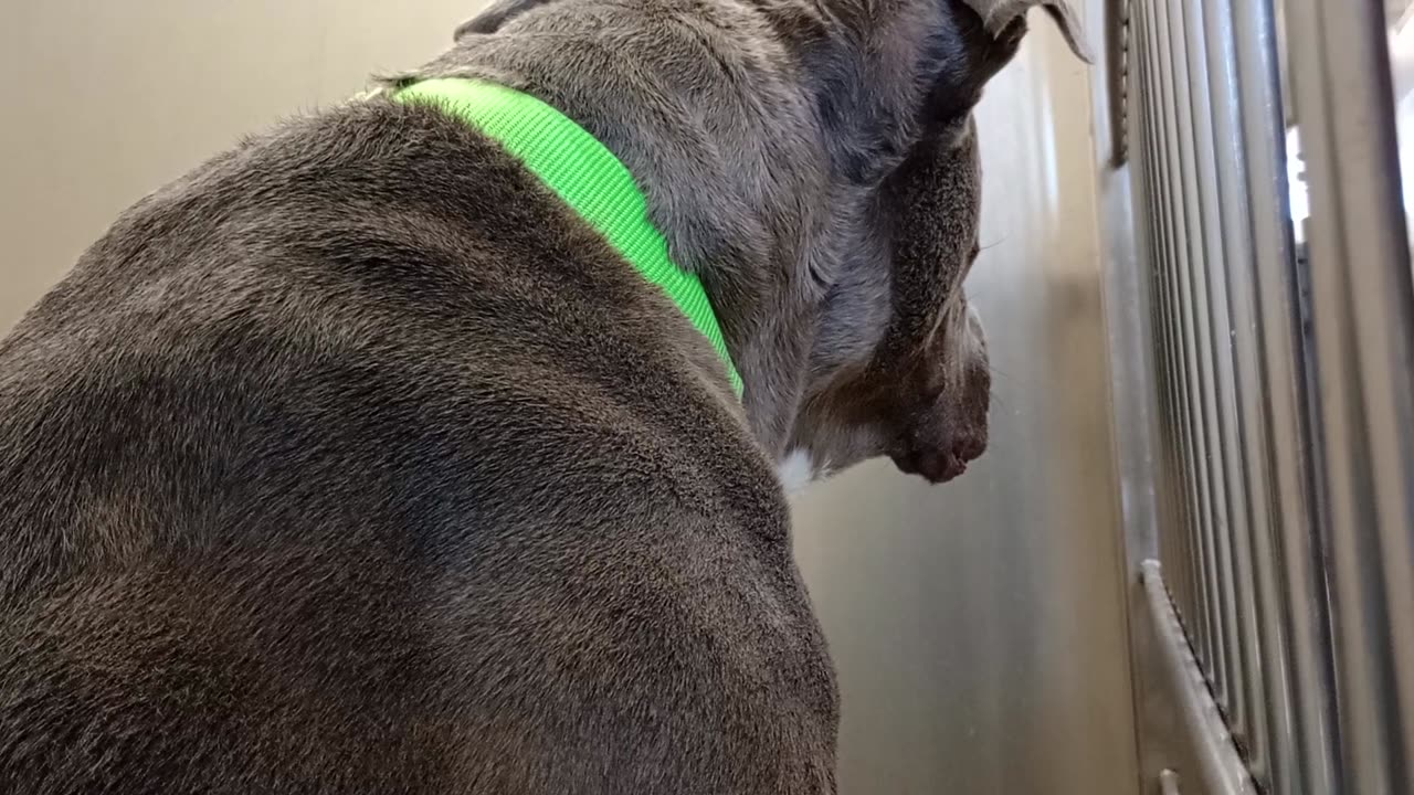 Rebel 11y A870950 harrys haven kennel 222 PACC shelter I'm trying 2 get closer 2 doggies20250730400