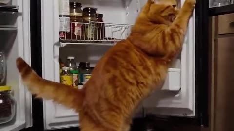 ℹ️ Fat Cat Raids the Fridge