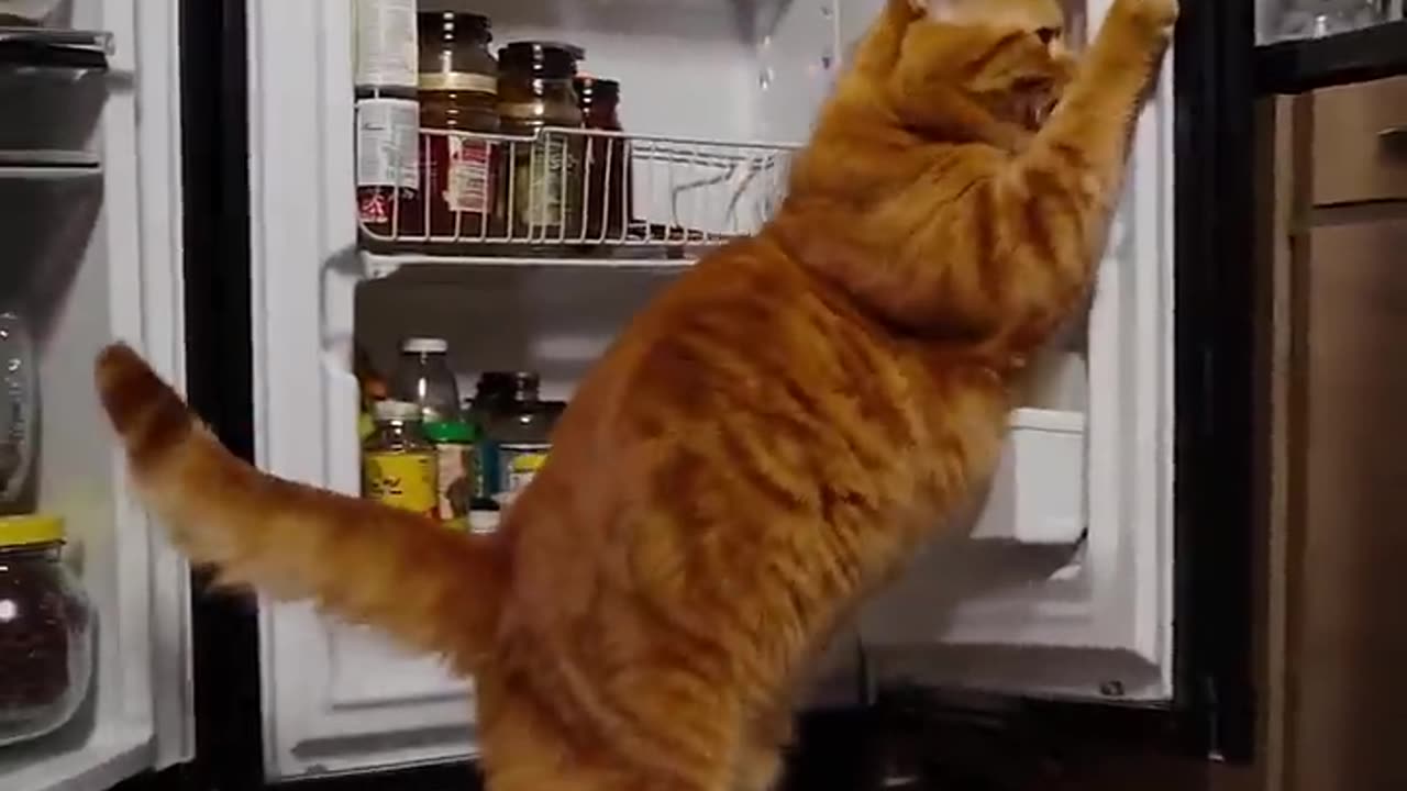ℹ️ Fat Cat Raids the Fridge