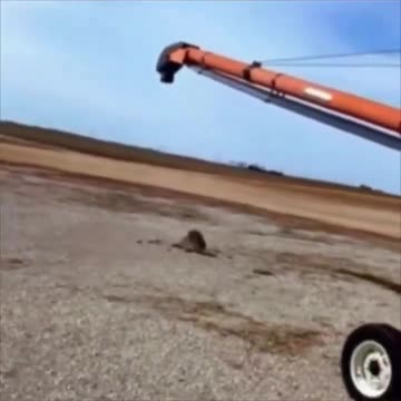 Raccoon discovers an unusual way to have fun in life.. 😂