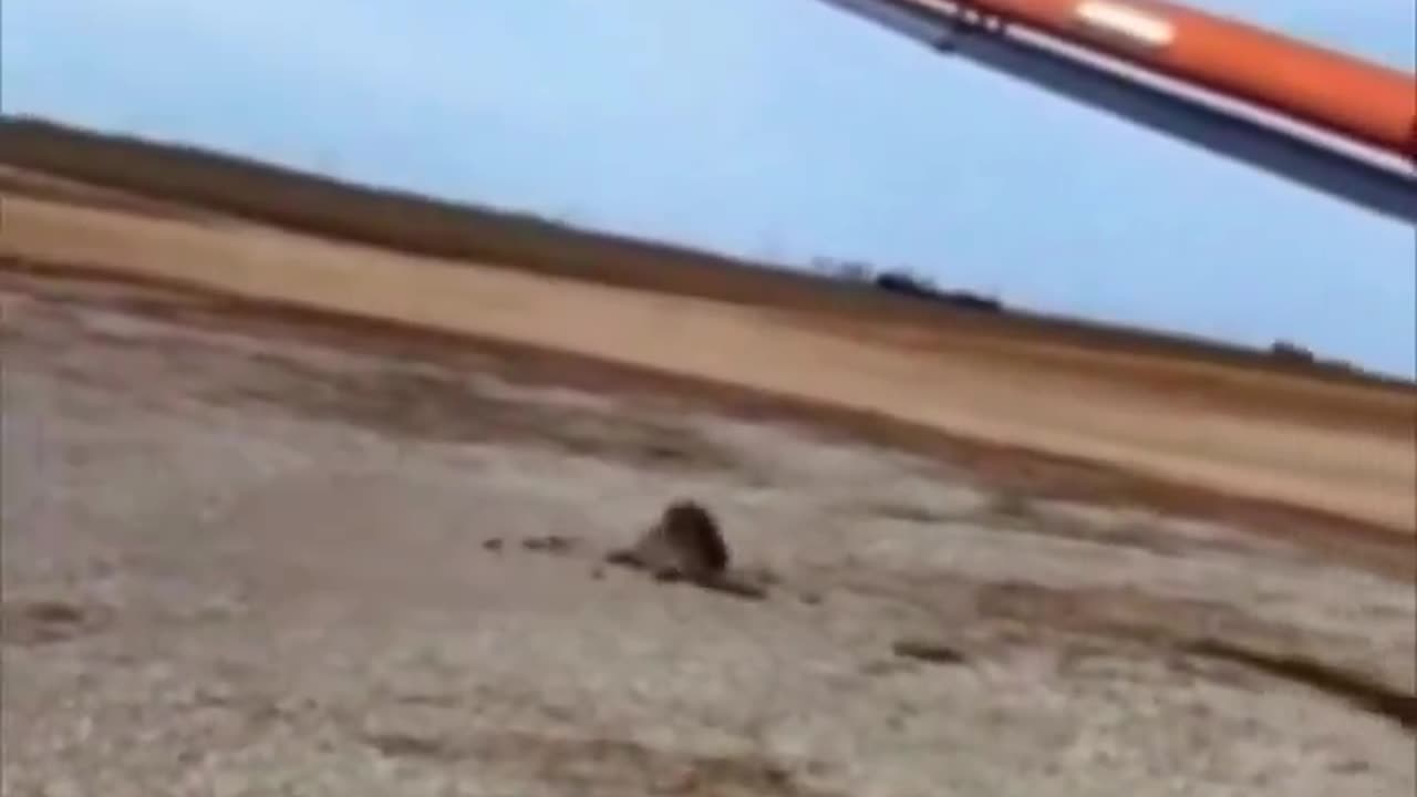 Raccoon discovers an unusual way to have fun in life.. 😂