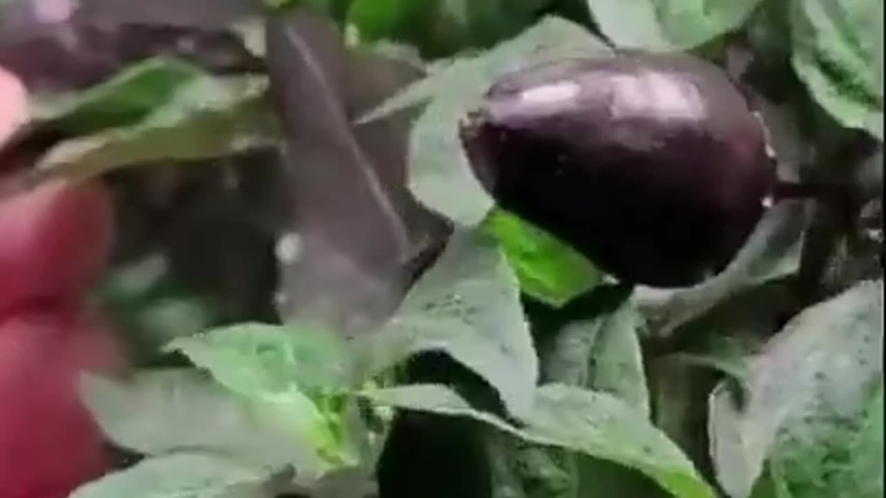 Midwest Onyx Candy Pepper - An Unstable Pepper Cross