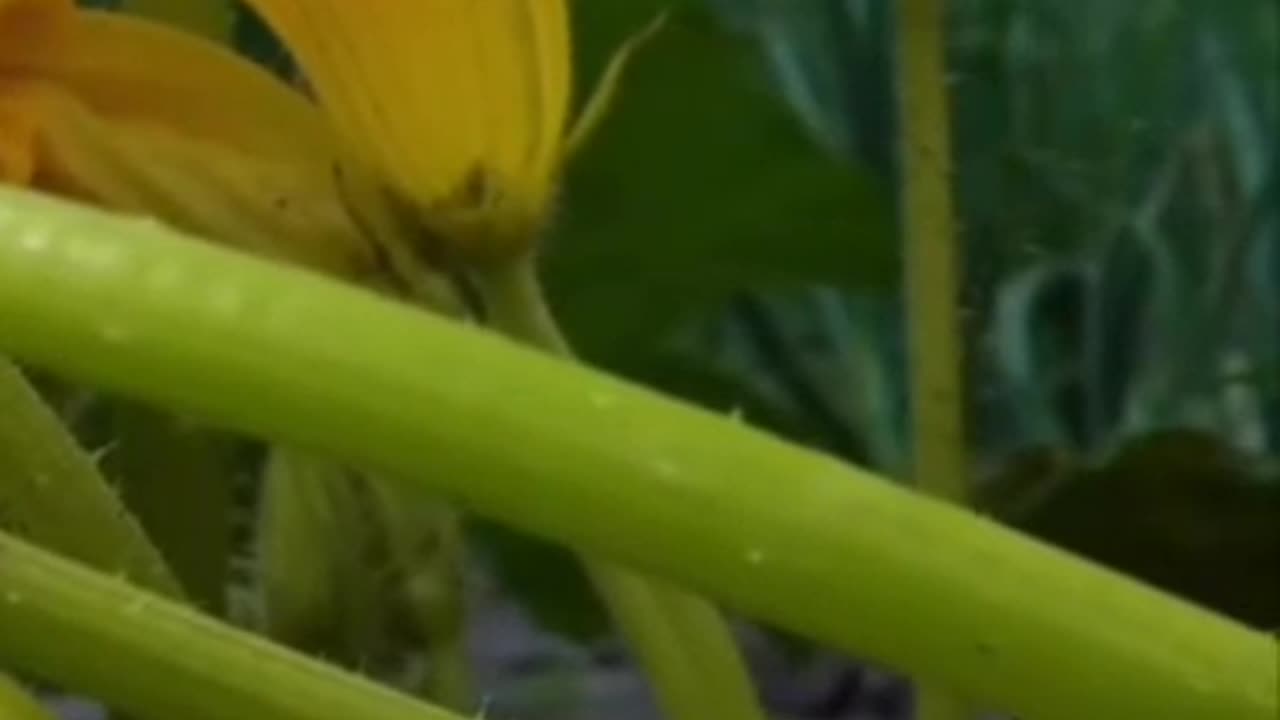 Dieser Vorgang nennt sich Sonic Bloom ?