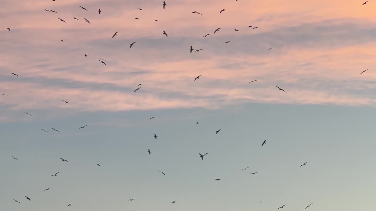 Nature and Animals