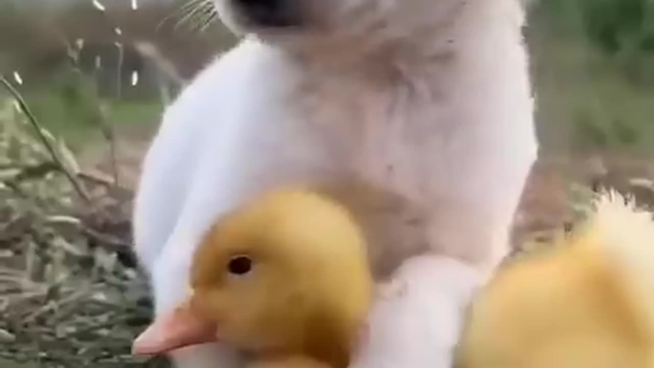 very cute puppy with other animals