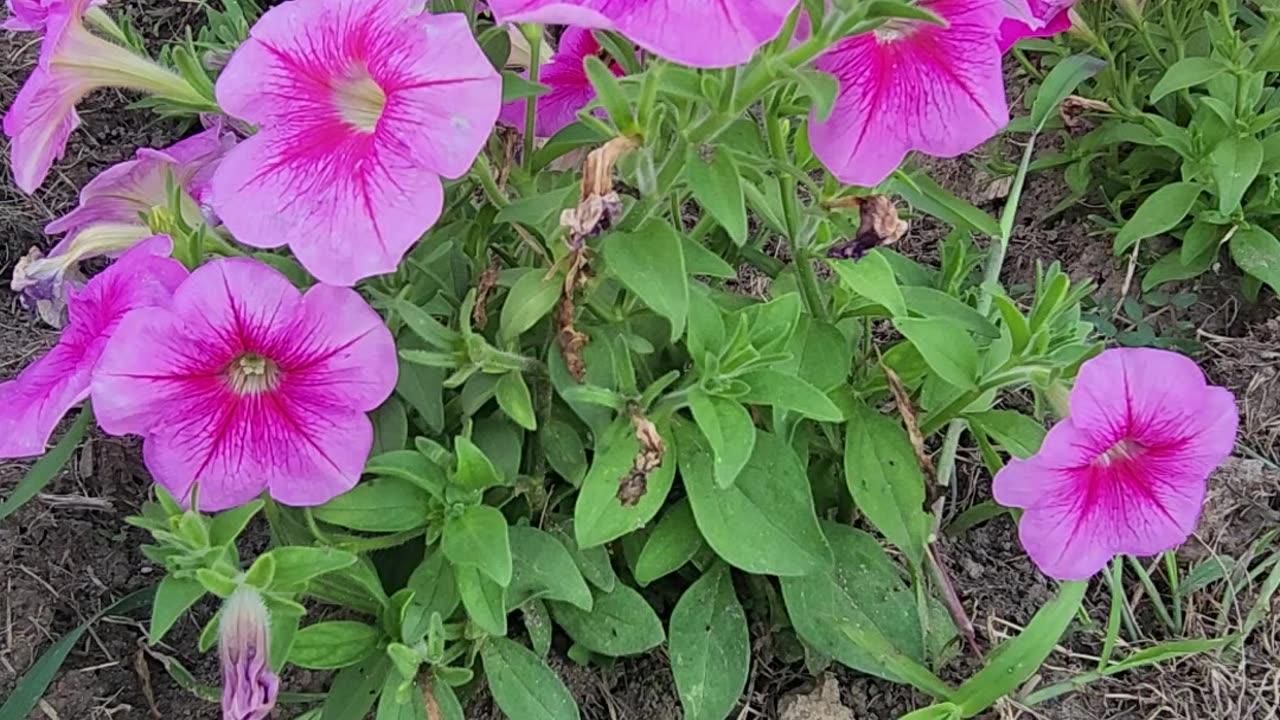 "West Michigan Sun Setting on Petunias" -W.M.W.F.A.