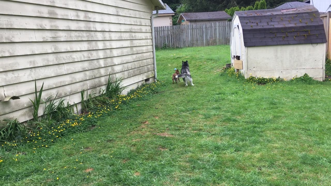 Koda visit