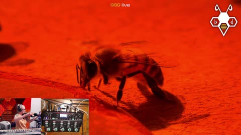 B-flat GoldenShrimpGuild Collaborative Stream 2025!