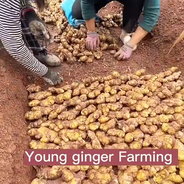 Young Ginger Farming Techniques #satisfying #short