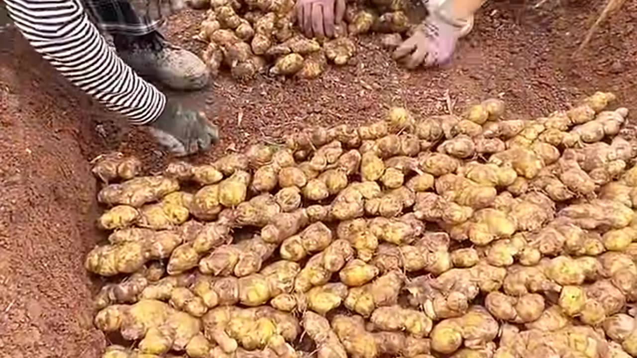 Young Ginger Farming Techniques #satisfying #short