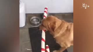 ULTIMATE Cat & Dog Chaos 🤪🐾 Laughs Guaranteed 💥😂