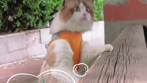 funny animals