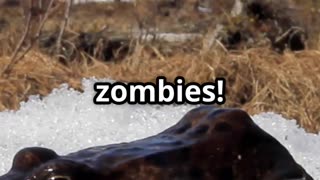 🧬🐛❄️☢️Tardigrades & Insects Masters of Survival! 🌍🦠🐞