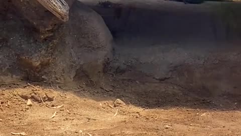 Komodo dragon eating meat