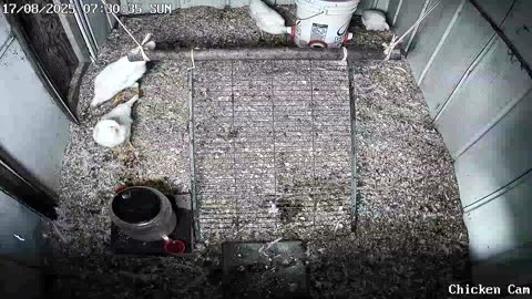 Millar Time Chicken Cam