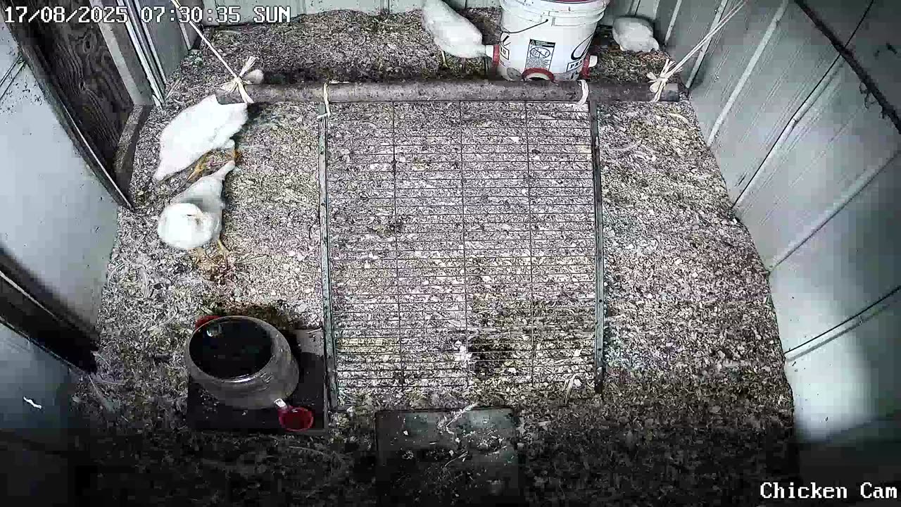 Millar Time Chicken Cam