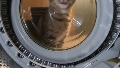 The Cat That Broke Physics Inside a Washing Machine #Sora #Ai #ViralVideo