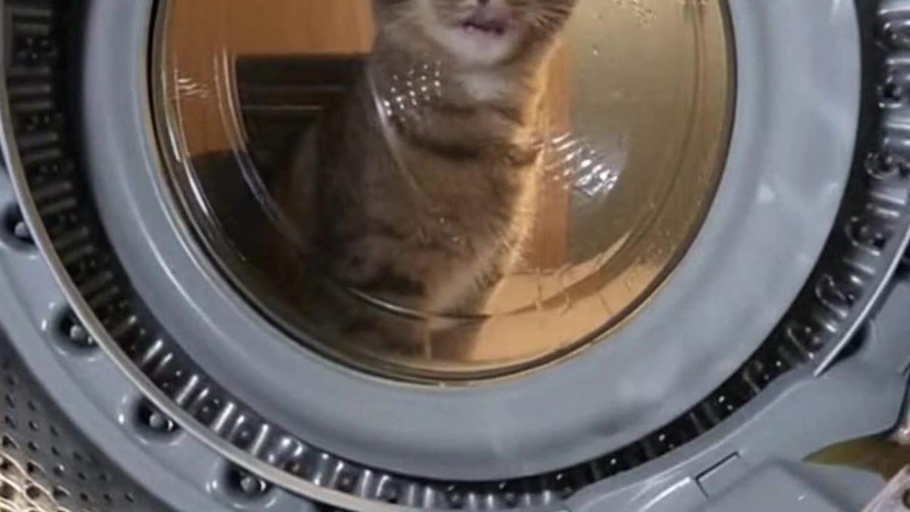 The Cat That Broke Physics Inside a Washing Machine #Sora #Ai #ViralVideo