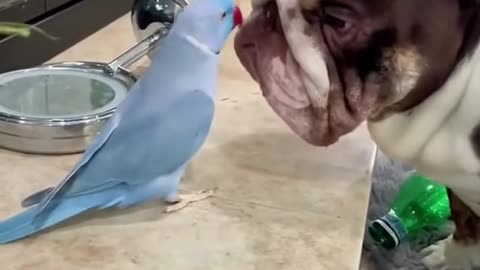 This Parrot Is a Stand-Up Comedian! 😂 Funniest Talking Parrots Compilation