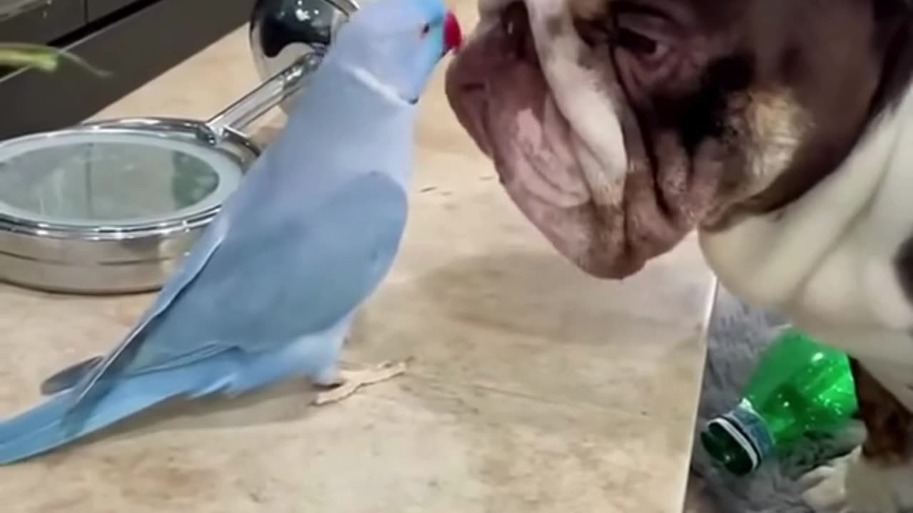 This Parrot Is a Stand-Up Comedian! 😂 Funniest Talking Parrots Compilation